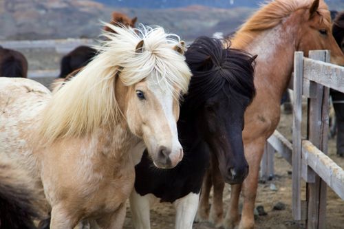 Free Capture of Icelandic horses with varied coats standing together in a rustic setting. Stock Photo