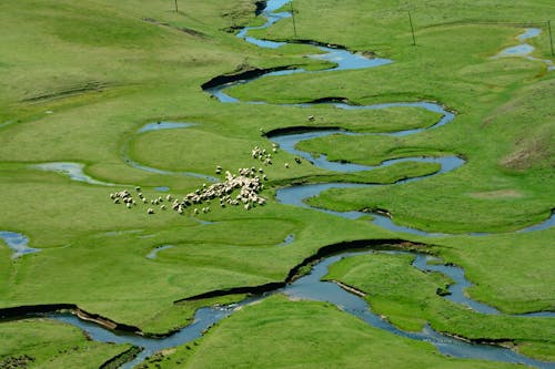 Ilmainen kuvapankkikuva tunnisteilla joki, kenttä, lammas