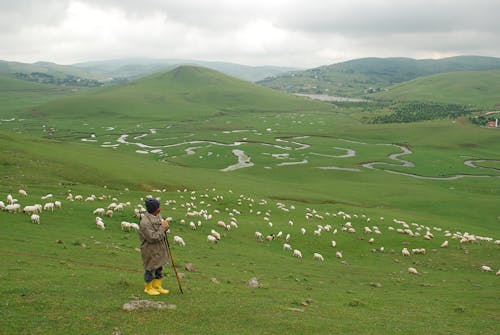 A Shepherd Standing Holding a Stick 