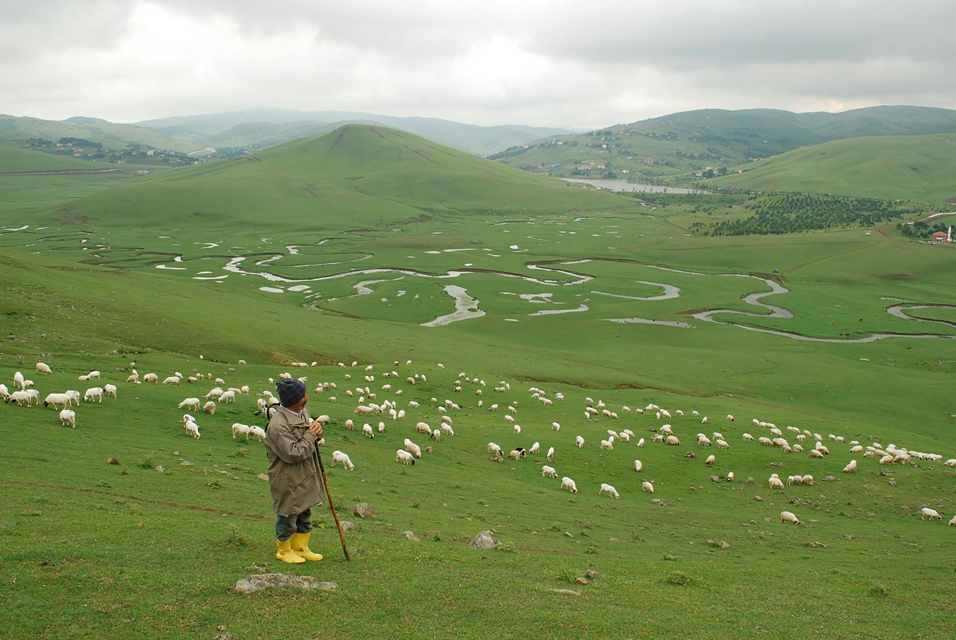 A Shepherd Standing Holding a Stick