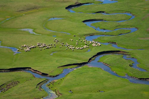 Free Green Grass Field with a Herd of Sheep Stock Photo