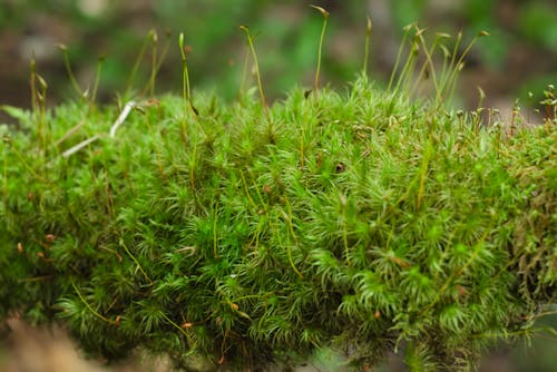 Photos gratuites de forêt, mousse, photo macro