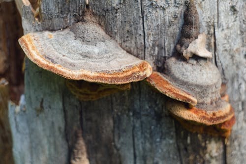 Gratis stockfoto met Bos, grijs, paddenstoel