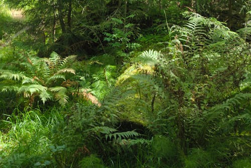 Free stock photo of fern, forest, green