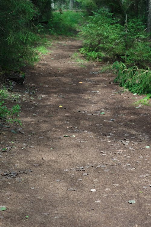 Free stock photo of footpath, forest