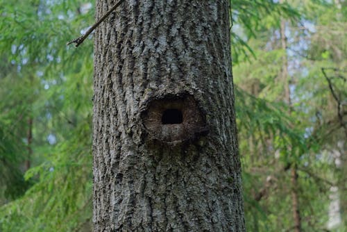 Free stock photo of forest, wood