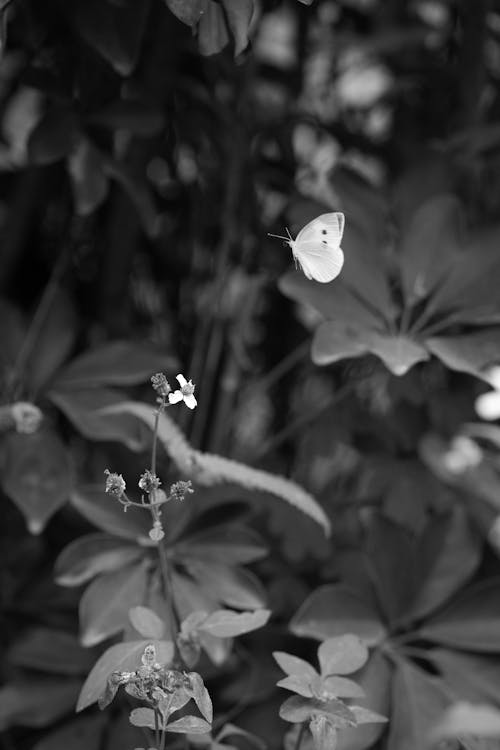 Small flower growing in nature