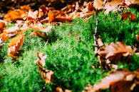 秋季森林里，特写镜头捕捉到色彩缤纷的秋叶，上面覆盖着充满活力的绿色苔藓