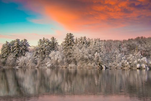 Gratis Immagine gratuita di alberi coperti di neve, ambiente, boschi Foto a disposizione