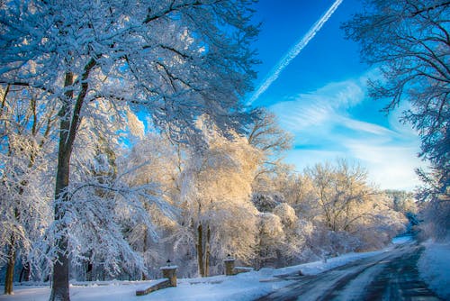 Photos gratuites de arbres, couvert de neige, froid