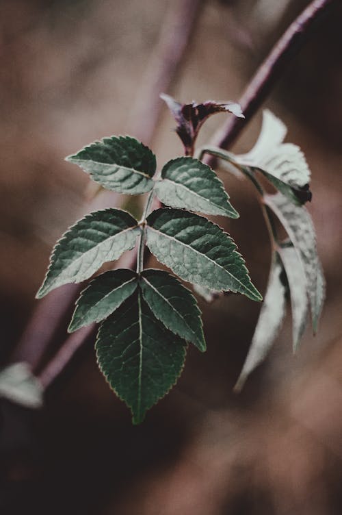 Close-Up Shot of Green Leaves