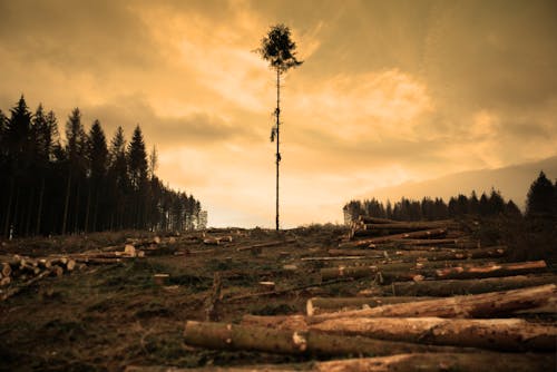 бесплатная Бесплатное стоковое фото с вечер, вырубка леса, дерево Стоковое фото