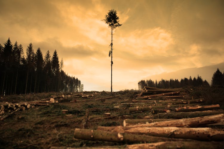 Deforestation In Wood On Sunset