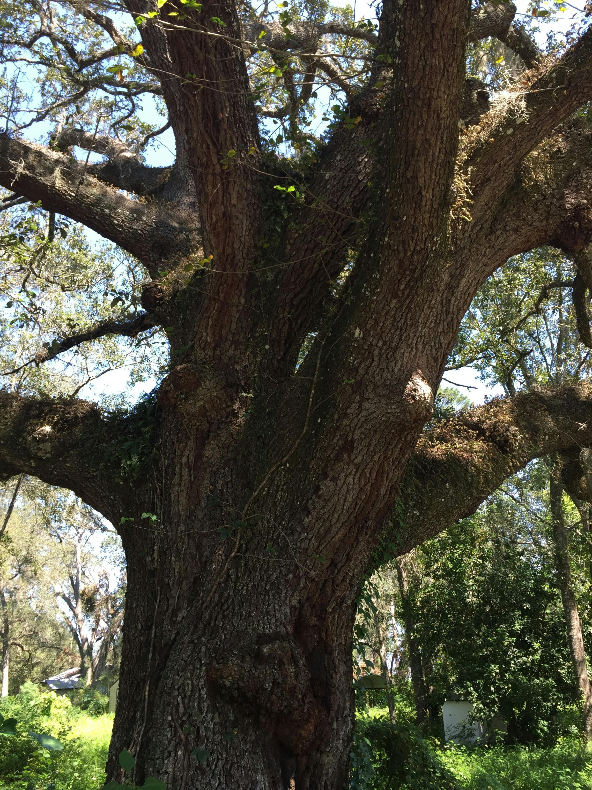 Free stock photo of oak tree