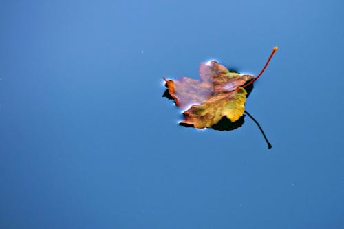 Free stock photo of autumn leaf, autumn leaves, blue water