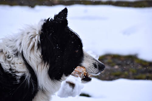 Free stock photo of border collie, dog, snow