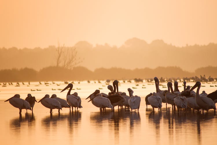 Flock Of Pelicans At Sunrise