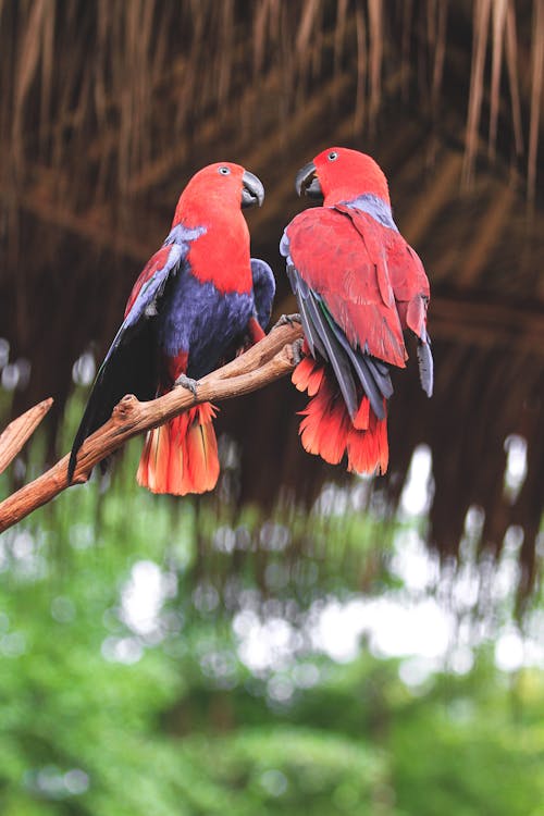  Red and Blue Parrot on Tree Branch