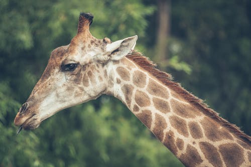 Close-Up Shot of a Giraffe