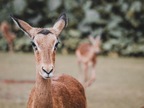 Free A detailed close-up of an impala antelope in its natural habitat. Stock Photo