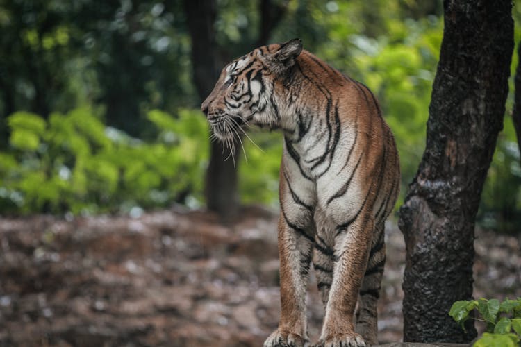 A Tiger Beside The Tree