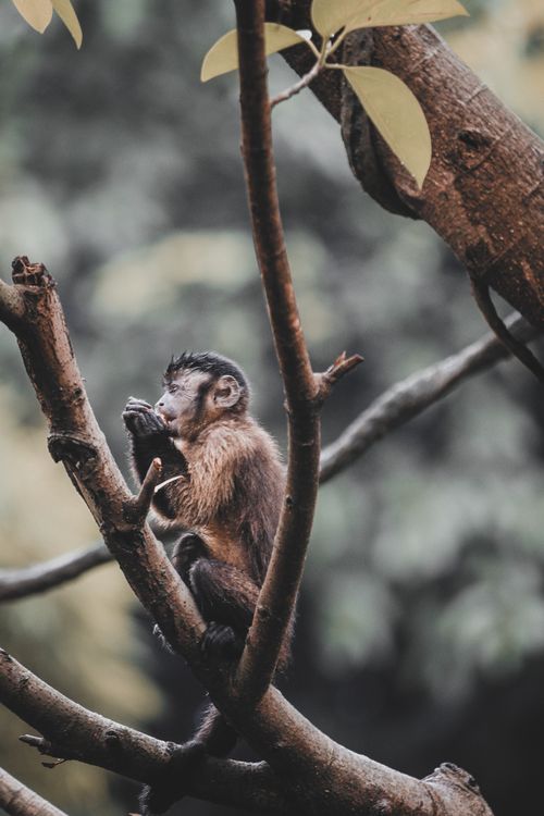Free A thoughtful young capuchin monkey rests on a tree branch, showcasing natural wildlife beauty. Stock Photo
