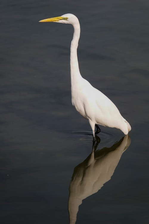 Бесплатное стоковое фото с aves, белая цапля, болотная птица