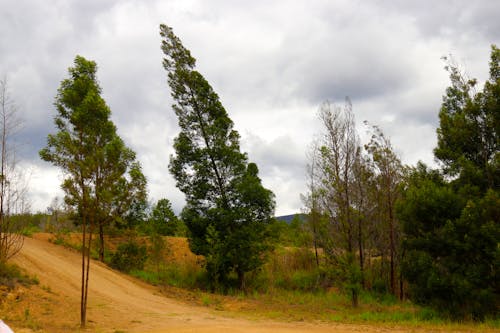 ağaçlar, çam, manzara fotoğrafçılığı içeren Ücretsiz stok fotoğraf