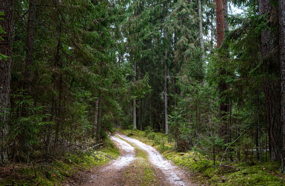 forest path diverging trail