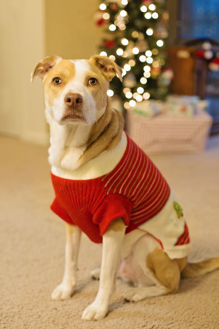 Brown And White Dog Wearing Christmas Sweater