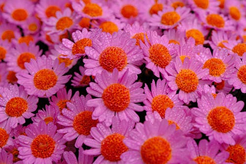 Free 
A Close-Up Shot of Wet Daisy Flowers Stock Photo