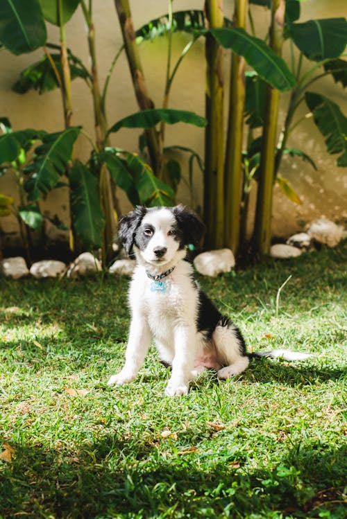 Cute fluffy black and white puppy sitting on green grass near plants in sunny day