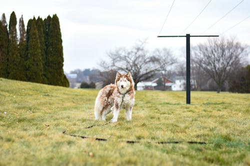 Brown and White Dog on the Grass