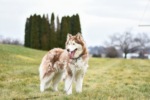 Free Brown and White Siberian Husky on Green Grass Field Stock Photo