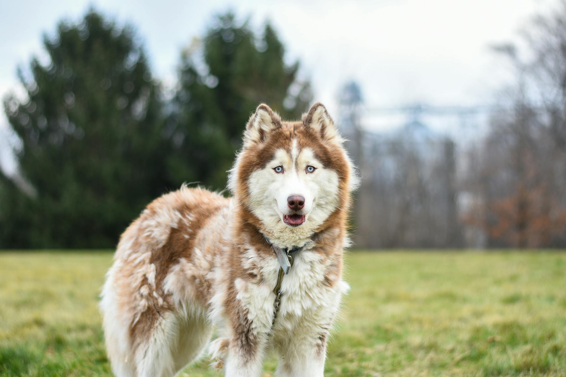 Brown and White Siberian Husky on Green Grass Field