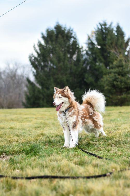 Free A cheerful Siberian Husky standing in a lush green field, showcasing its playful nature. Stock Photo