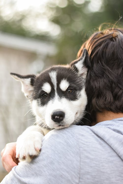 Free A Black and White Siberian Husky Puppy Stock Photo