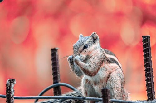 Close Up Shot of a Squirrel