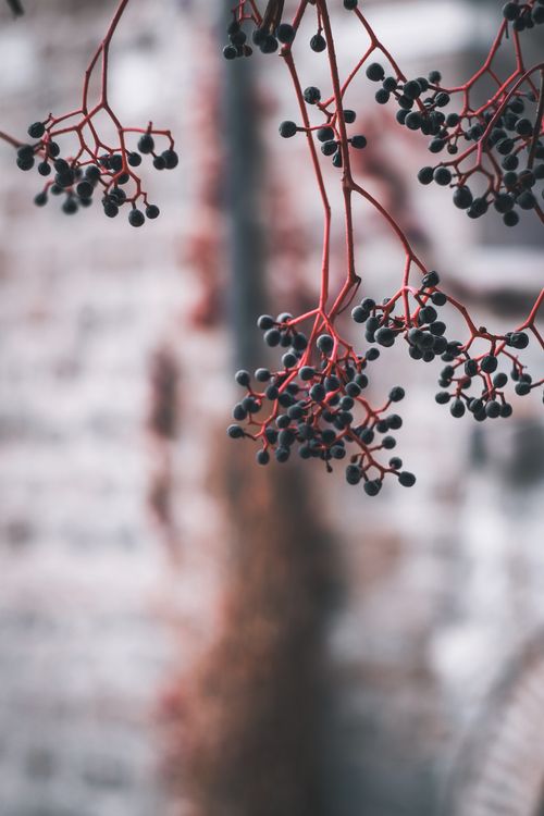 Free Close-up of red berries on branches with a blurred brick wall background. Stock Photo