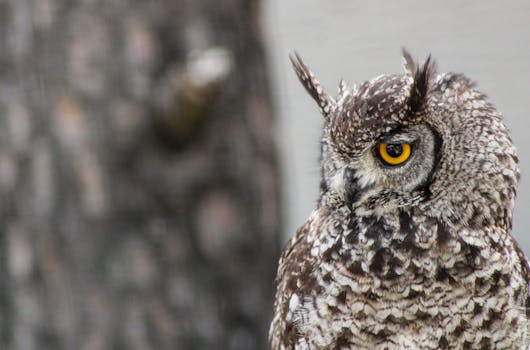 Detailed close-up of a Great Horned Owl exposing intricate plumage patterns and sharp gaze.