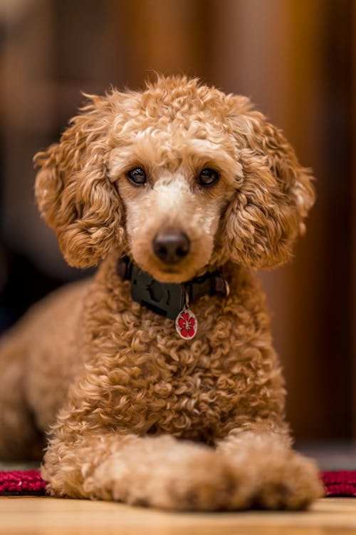 Fluffy adorable purebred poodle with dog collar