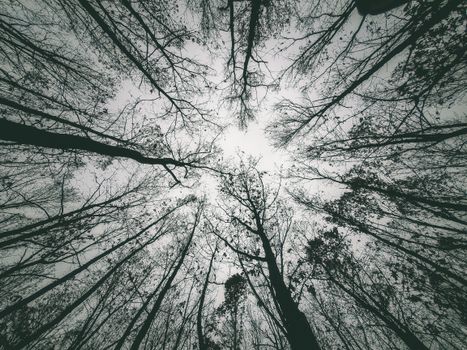 A striking black and white view looking up at tall tree branches, creating an abstract pattern.