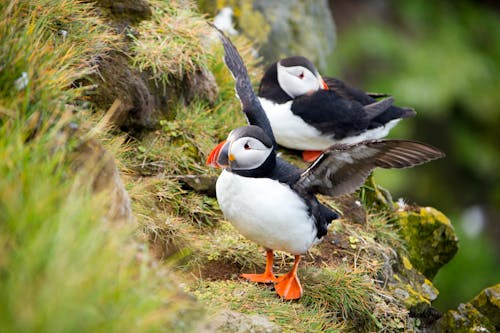 Free Cute Atlantic Puffins in Green Grass Stock Photo