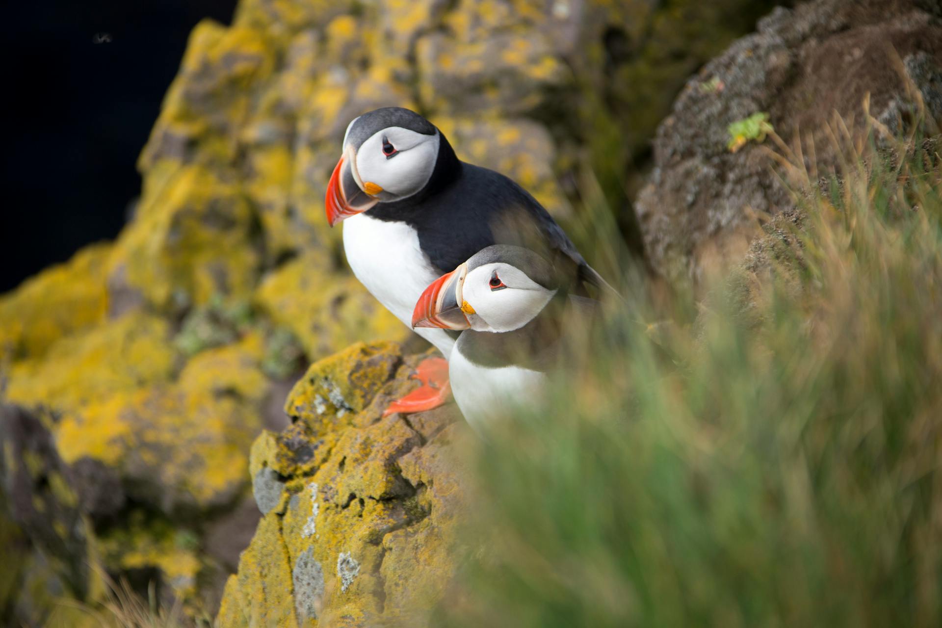 Two Atlantic puffins sitting on mossy rocks on an Icelandic cliff.