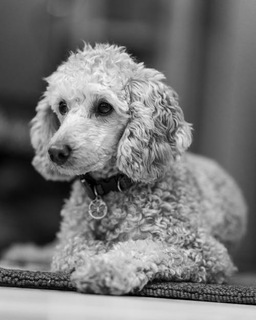 Free Small cute fluffy poodle resting at home Stock Photo