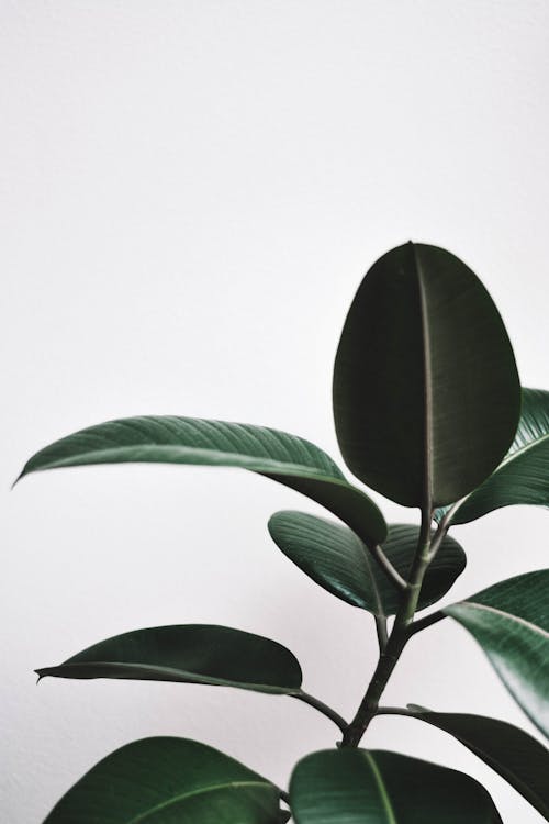 Green Leaves of a Rubber Fig Plant on a White Background