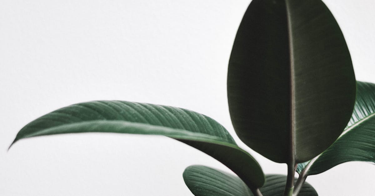 Green Leaves of a Rubber Fig Plant on a White Background · Free Stock Photo