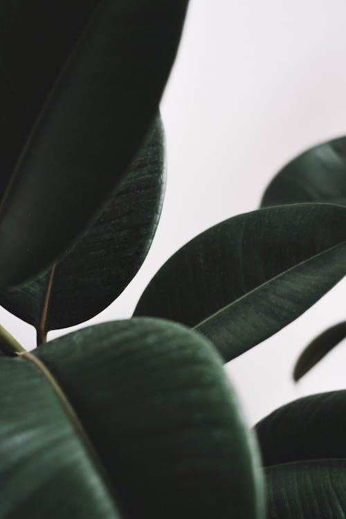 Green Leaves in Close Up Photography