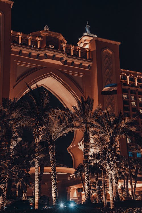 Palm Trees During Night Time