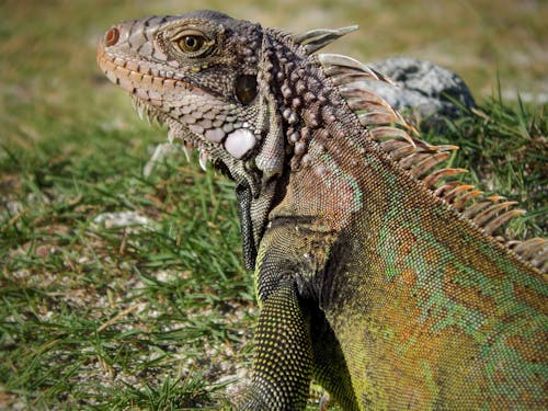 Green and Brown Iguana on Green Grass
